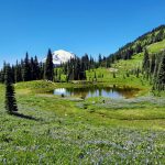 Meadow and Tahoma from Naches Peak Loop