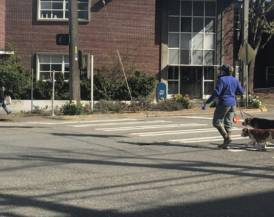 City Council Salvaging Some SDOT Projects from Durkan Cut Heap Pedestrian and dogs use a crosswalk in Sand Point while a convertible driver yields.