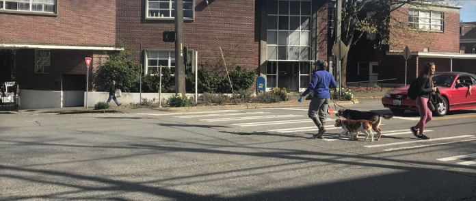 Pedestrian and dogs use a crosswalk in Sand Point while a convertible driver yields.