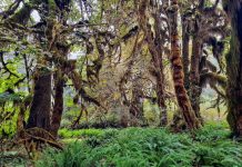 Open Letter: Seattle’s Climate Note Legislation Is a Misguided Distraction Moss covered old growth cedars with a bed of ferns below