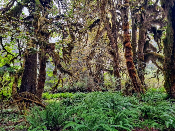 Hoh Rainforest Moss covered old growth cedars with a bed of ferns below
