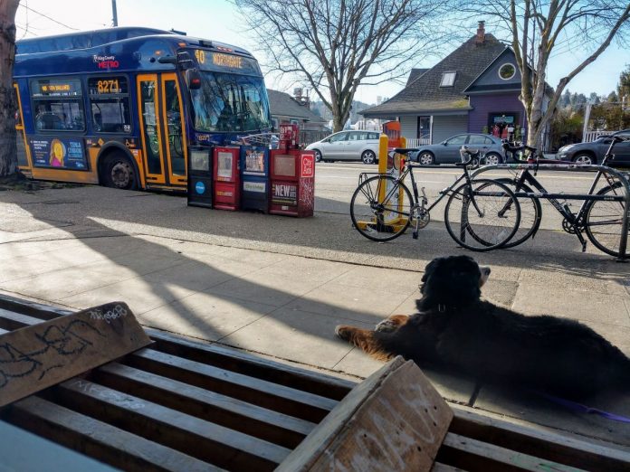 A dog is leashed to a bench next to a busy bike rack and row of newspaper machines as a Route 40 bus approaches.