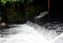 Saving Salmon Will Require a Transportation Revolution