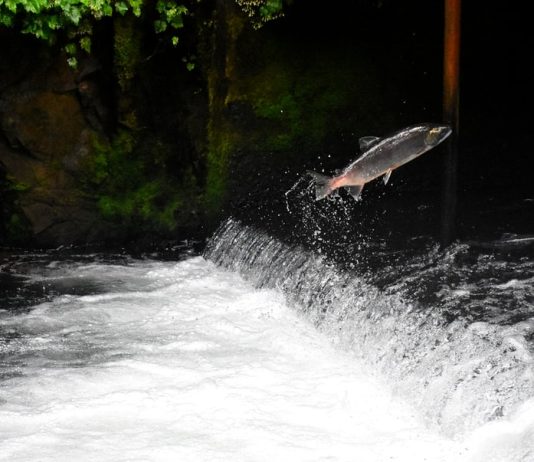 Saving Salmon Will Require a Transportation Revolution