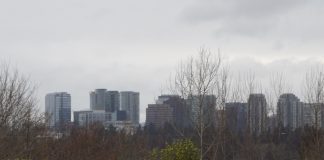 A row of skyscrapers behind a row of trees at a Bellevue park.