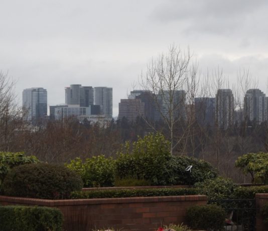 A Perspective from the City Across the Lake A row of skyscrapers behind a row of trees at a Bellevue park.