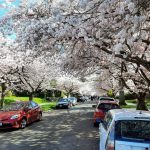 Blossoms-on-Capitol-Hill-Greenway