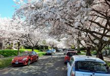 The Urbanist’s Guide to Seattle’s 17,000 Best Spots for Cherry Blossoms