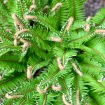 E07807C7-F439-4309-A96E-333F9FF1197F_1_201_a-min