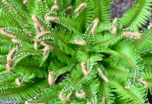 City Nature Challenge Kicks Off April 30