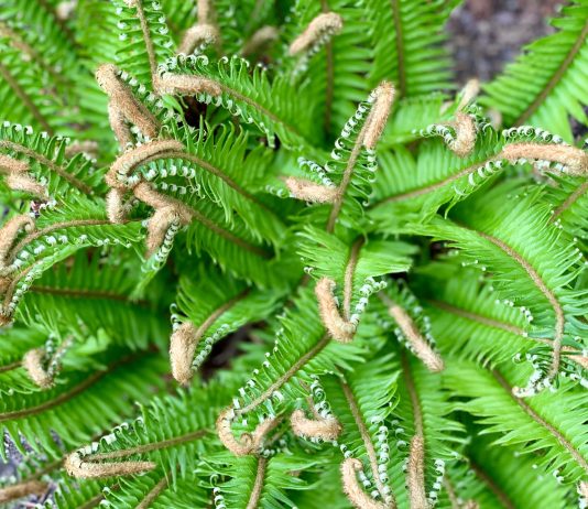 City Nature Challenge Kicks Off April 30