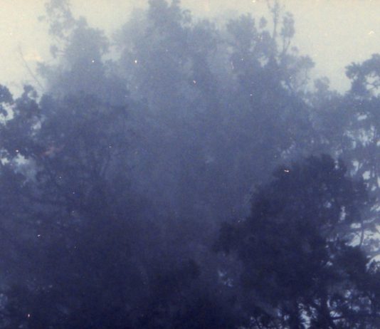 The View From Nathan’s Bus: Uptown Redwood