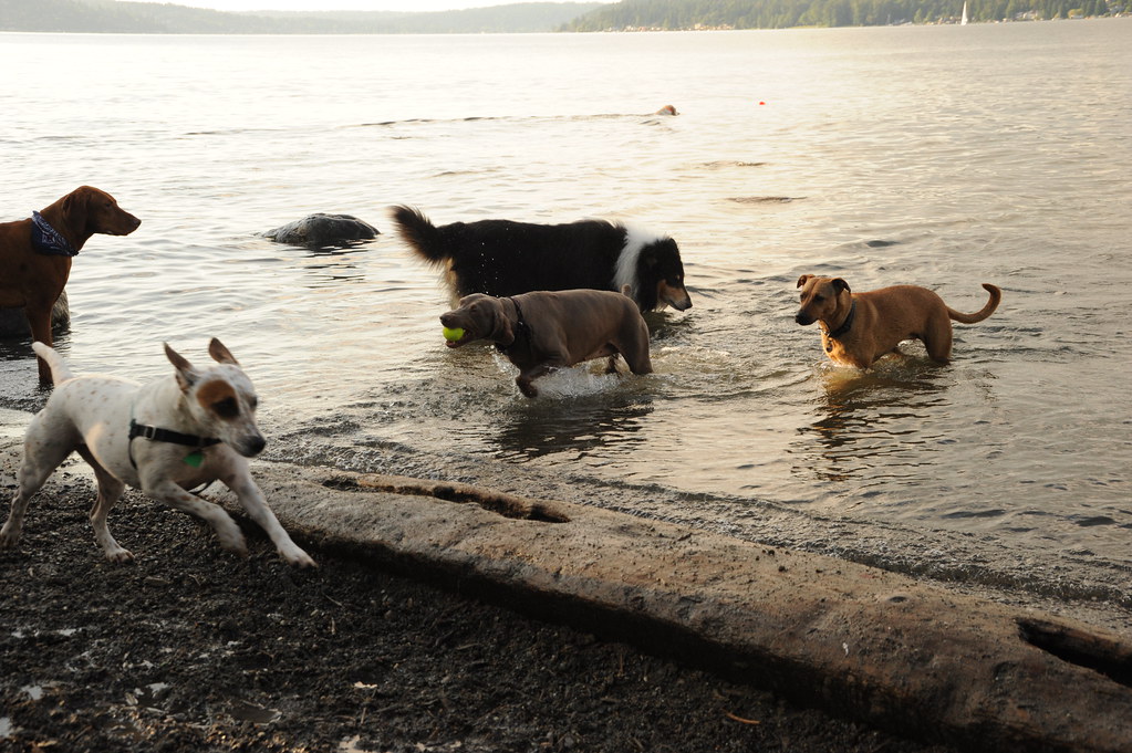 Dogs enjoying beach access at Magnuson dog park in Seattle. (Credit: Wonderlane, Creative Commons) 
