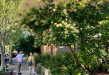 Op-Ed: Proposed Tree Legislation Awaits Its Turn to Add to Seattle’s Housing Woes