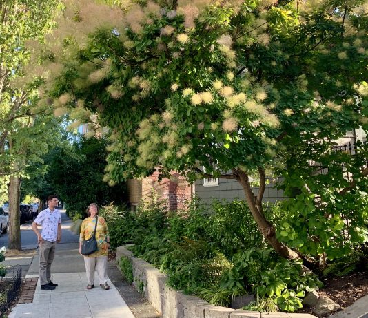 Will Sizzling Heat Finally Spur Seattle to Act on Tree Canopy Protections?