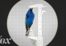 Midweek Video: Why Some Animals Are Shrinking