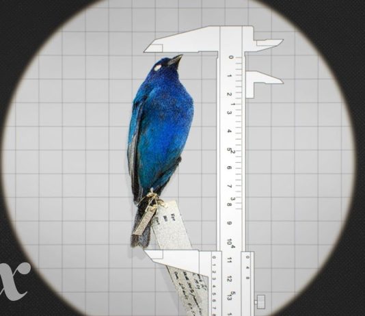 Midweek Video: Why Some Animals Are Shrinking