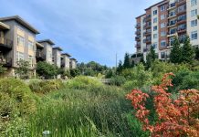 Urbanism 101: What is a Sponge City? A photo of a natural wetland area between two tall apartment buildings.