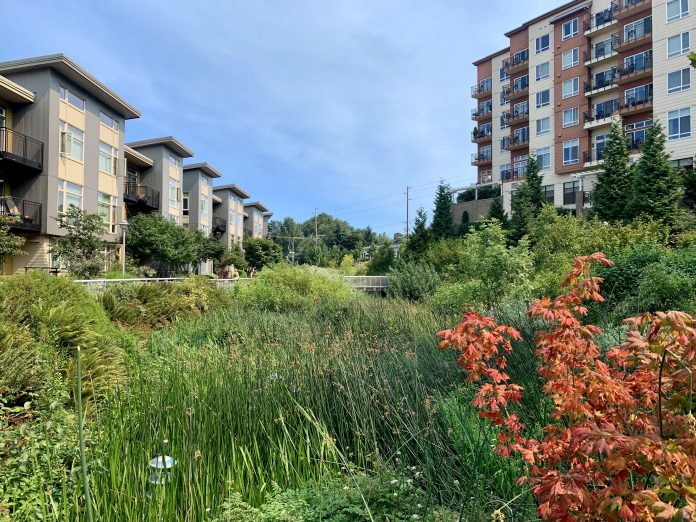 A photo of a natural wetland area between two tall apartment buildings.
