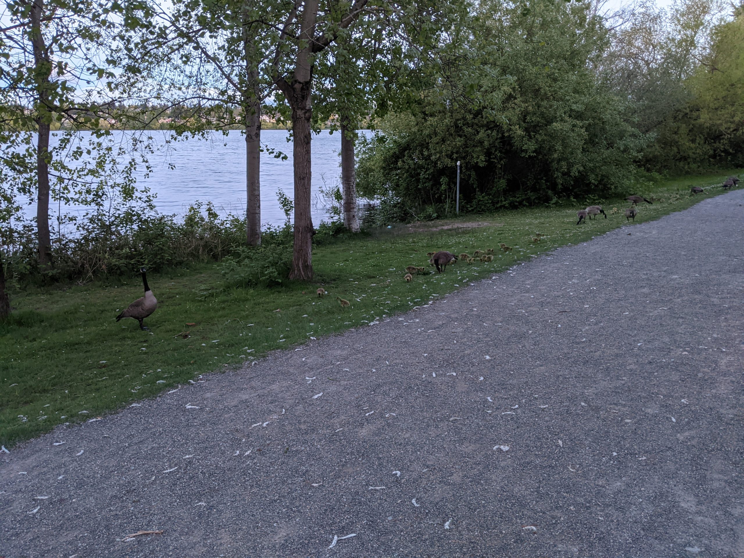 Goslings and Geese at the shore of Green Lake Park