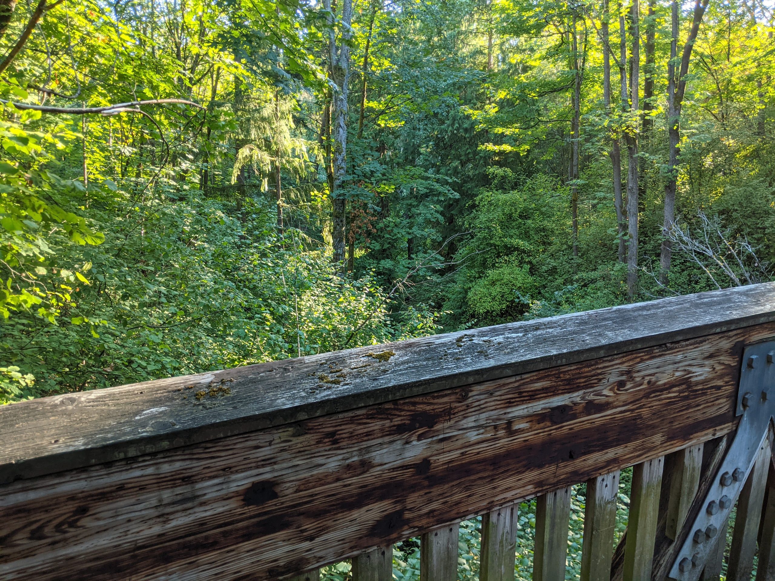 A wooden bridge at Ravenna park with a lush green backdrop