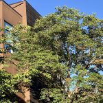 Seattle Urban Tree Canopy
