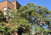 Tree Protections Push Gets a Boost with New Polling and Plan A photo shows a large tree next two a modern brown building.