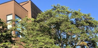 A photo shows a large tree next two a modern brown building.