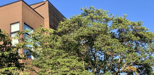 A photo shows a large tree next two a modern brown building.