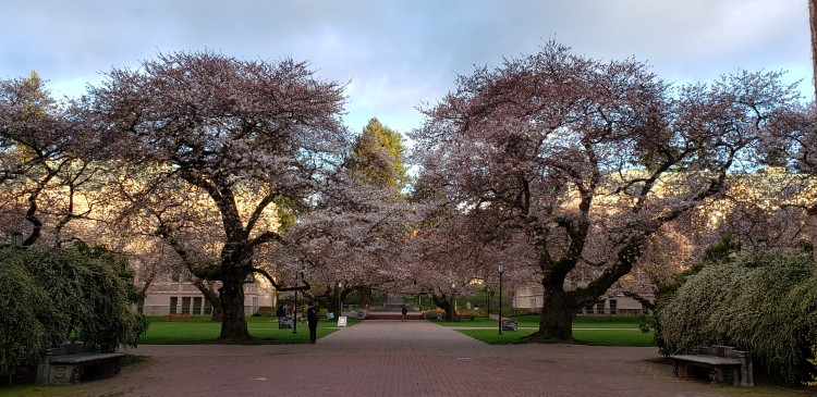 The quad at UW during cherry blossom season