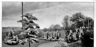 A black and white photo with overlaid sketch of some trees and a walking path.