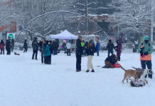 Stay Warm and Travel Safely in the Seattle Metro Area as Cold and Snow Arrive A photo of people and dogs in a park in the snow.