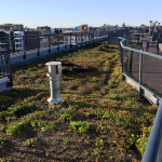 Extensive-green-roof