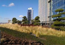 Green Roofs Provide Many Benefits as Cities Densify A photo of a green roof with grasses and trees surrounded by tall tower buildings
