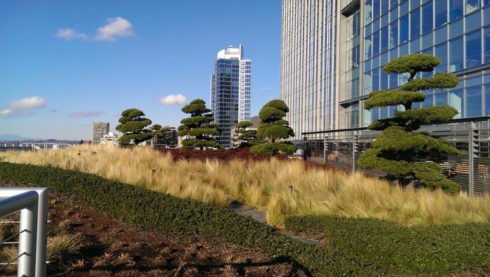A photo of a green roof with grasses and trees surrounded by tall tower buildings