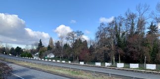 A photo of an empty freeway edged by trees
