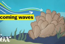 Sunday Video: How Oysters Could Stop A Flood