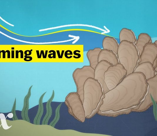 Sunday Video: How Oysters Could Stop A Flood