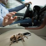 SDOT_FB_ad-Dylan-Tarantula