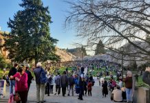 Cars Put a Damper on Cherry Blossom Season Bliss