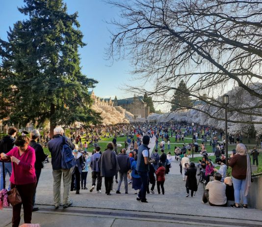 Cars Put a Damper on Cherry Blossom Season Bliss
