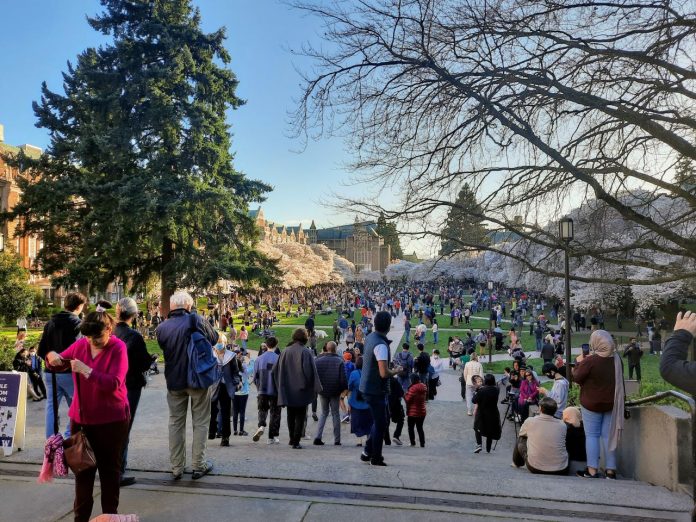 UW Quad lawn with sakura crowd 20220322