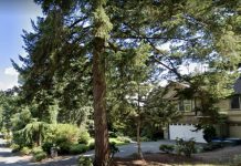 Safety and Canopy Concerns Prompt Bellevue Interim Tree Protections A large tree in front of a single family home.