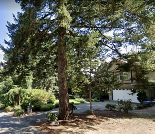 Safety and Canopy Concerns Prompt Bellevue Interim Tree Protections A large tree in front of a single family home.
