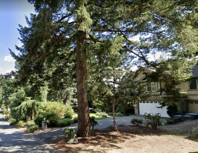 A large tree in front of a single family home.