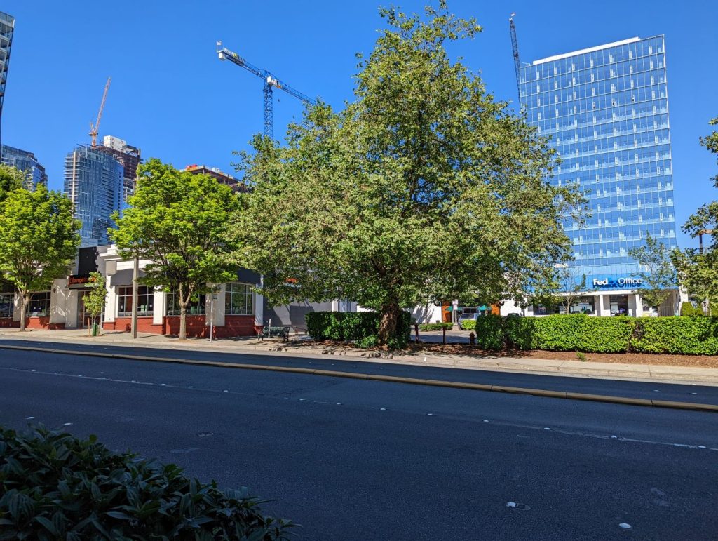 30 and 44 Bellevue Way NE, currently occupied by low-rises and parking lots