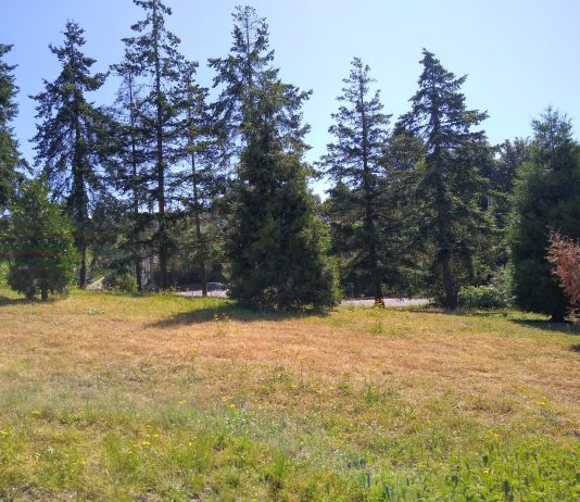 Rainier Valley Greenway Remains Unfinished, Despite Plans Drawn Up and Ready