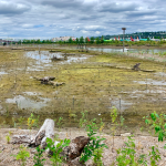 restoration area at Duwamish River People’s Park