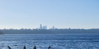 people sit on the grass and splash in the water of Lake Washington with the Seattle skyline in the distance.