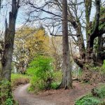 Discovery-Park-Loop-Trail-with-big-ass-trees
